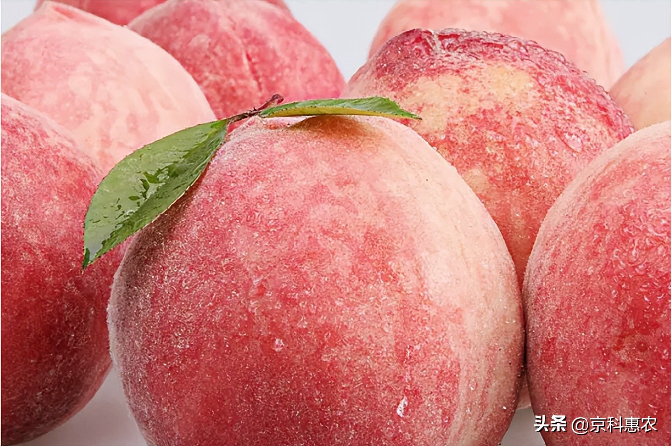 桃子的绒毛为什么要长出来,桃子为什么要长养死人的绒毛