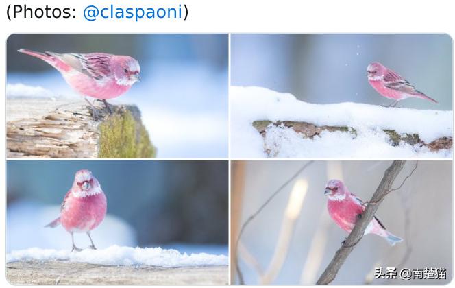 分享各种各样的动物,保证你没见过的20种新动物