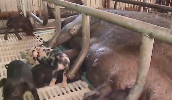 农村老汉嗜酒,农村大哥嗜酒如命