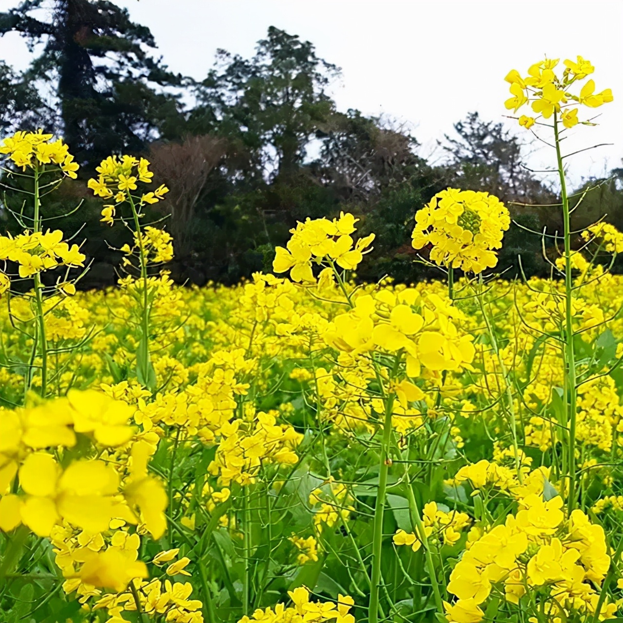 韩国花田美景图,韩国最美花海