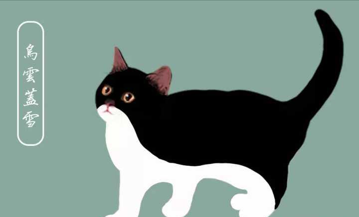 建议养的10种家猫,旺家猫的特征