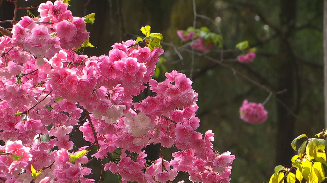 昆明春暖花开解锁春日美景好去处,春暖花开踏青好去处