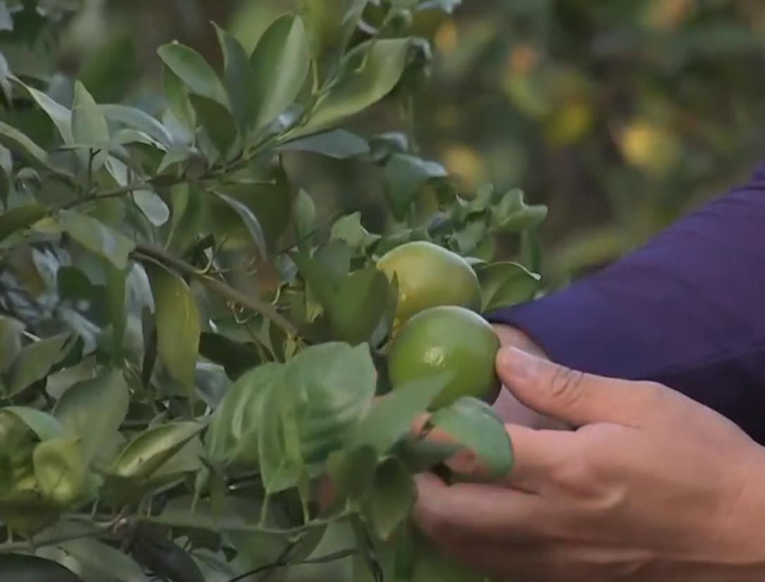 80后农民哥创业种植沃柑,如何卖沃柑一年赚一千万
