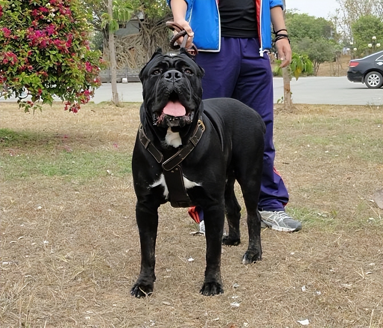 “卡斯罗”明明很优秀，为何养的人少，原因有7个