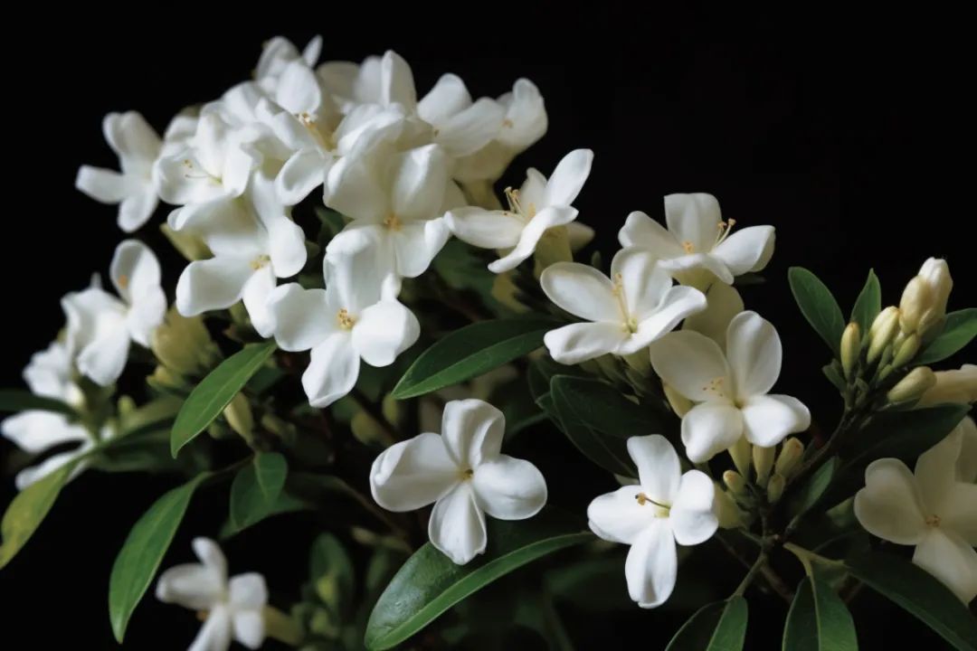 茉莉花开,茉莉花盆栽