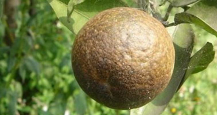 防锈壁虱的最佳方法,锈壁虱什么时间开始防治