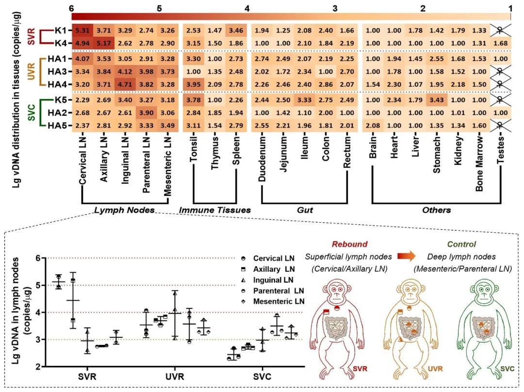 治愈艾滋病的最新科研成果,科学家揭示艾滋病功能性治愈方法