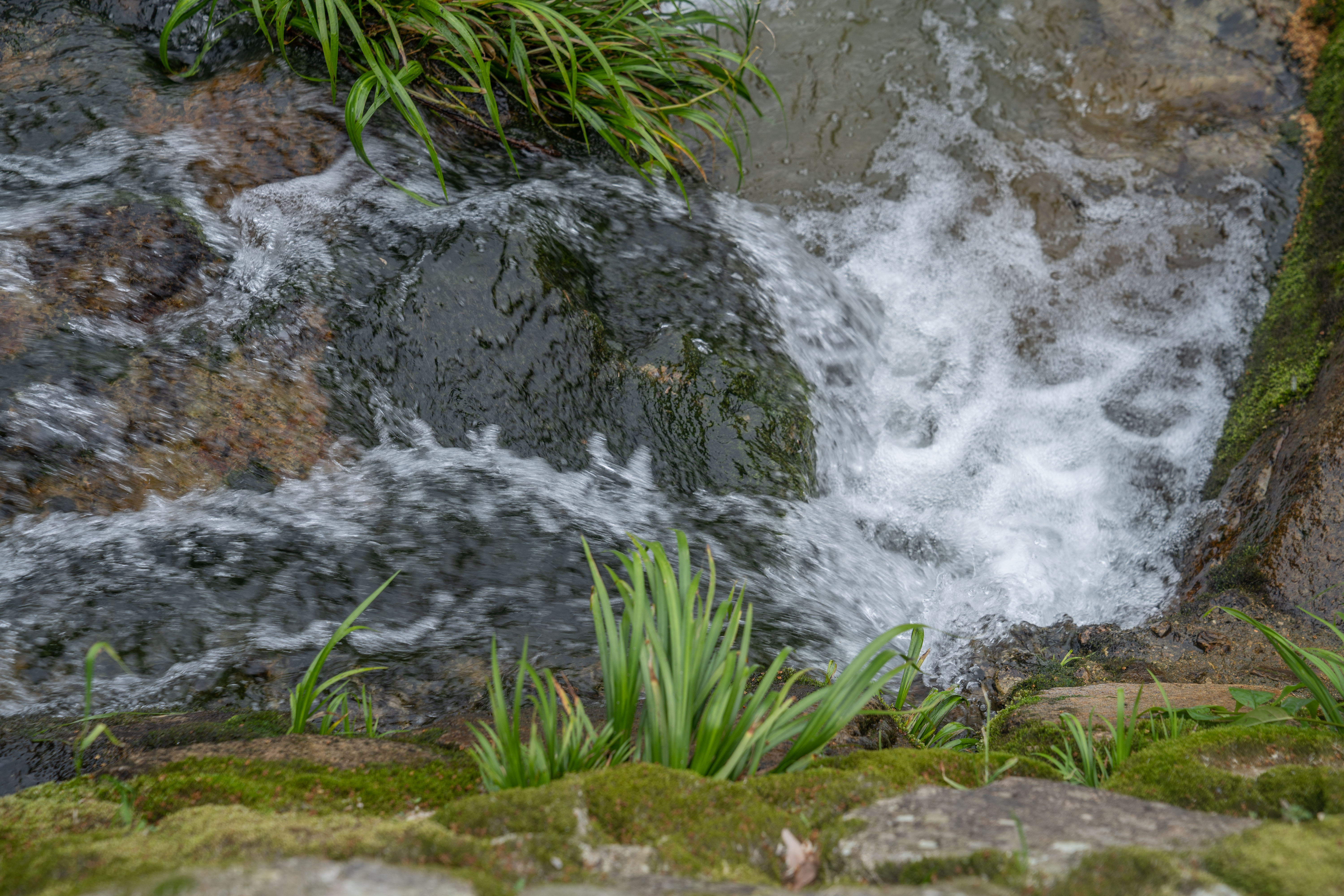 衢州哪里的鱼最好吃,衢州吃清水鱼最好的地方