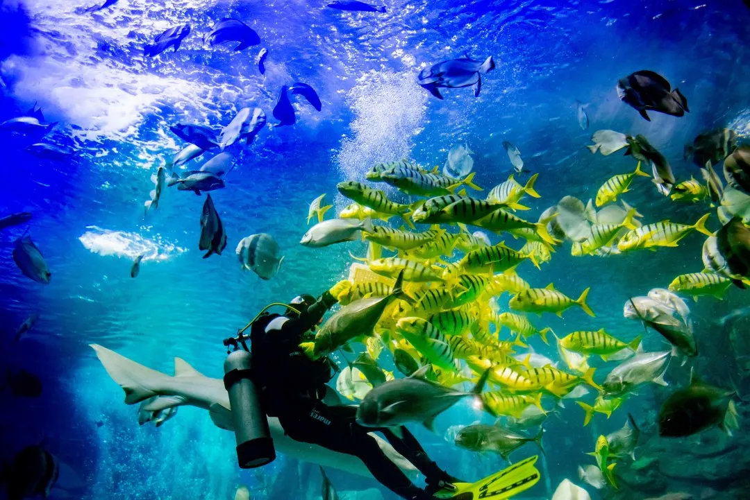 富国海底世界和太平洋哪个好一点,富国海底世界和海洋馆哪个值得去