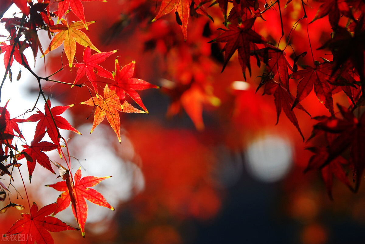 （小小说）真假“老板娘”