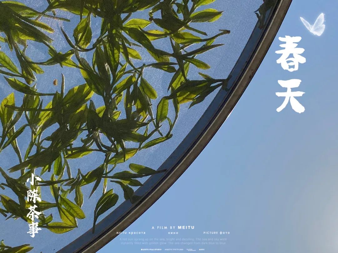 嫩的白茶怎么选购得好一点,白茶的购买方法和技巧