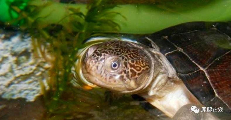 巨型侧颈龟成体,亚马逊雨林巨型侧颈龟