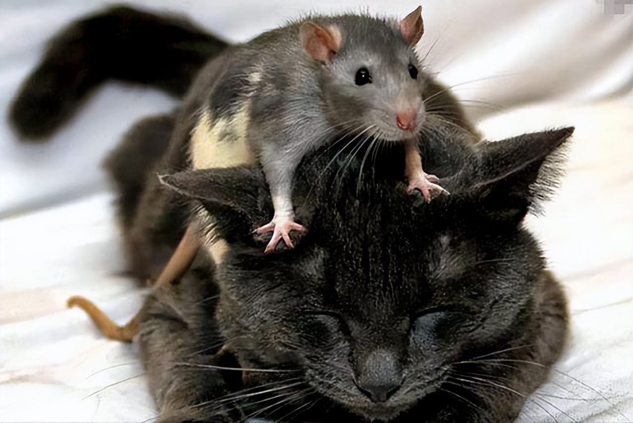 科学家发现灭鼠新方法,科学家改写老鼠基因