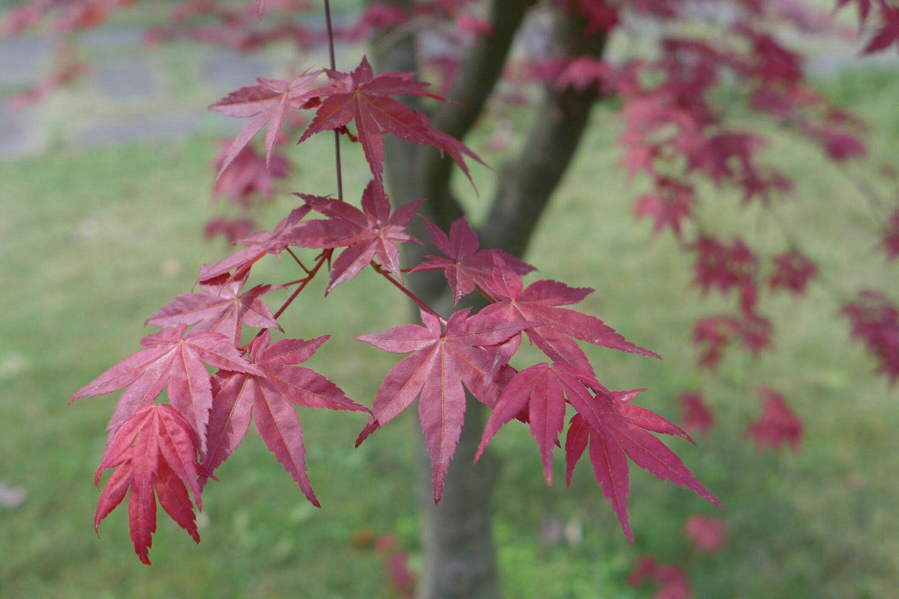 七旬患癌老人种树价值六亿,患癌患者卖房捐款后续