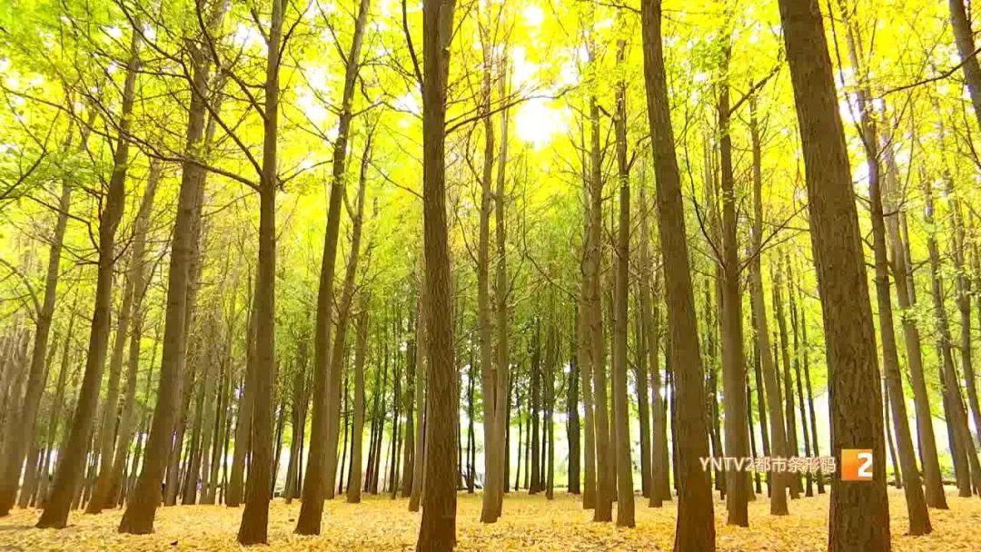 秋天的云南哪里漂亮又美丽,有一种美叫云南的秋天美景