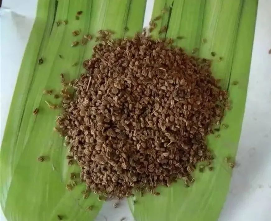 生菜香菜种子怎么种,生菜小葱小白菜香菜都怎么种植