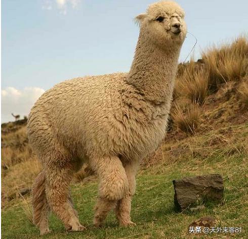 每日一动物：羊驼「yángtuó」