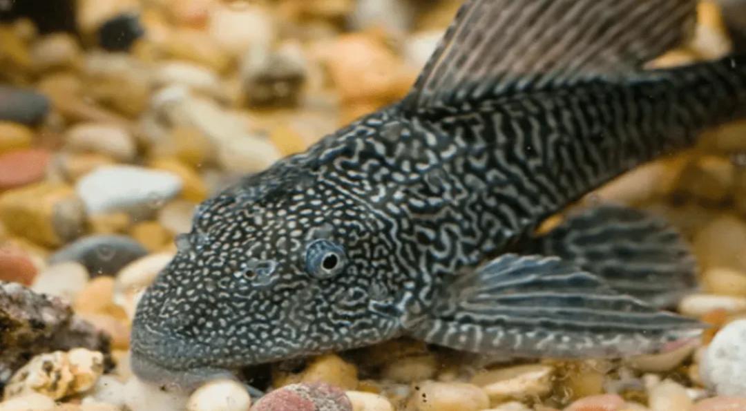 印度恒河用网抓清道夫,清道夫恒河印度