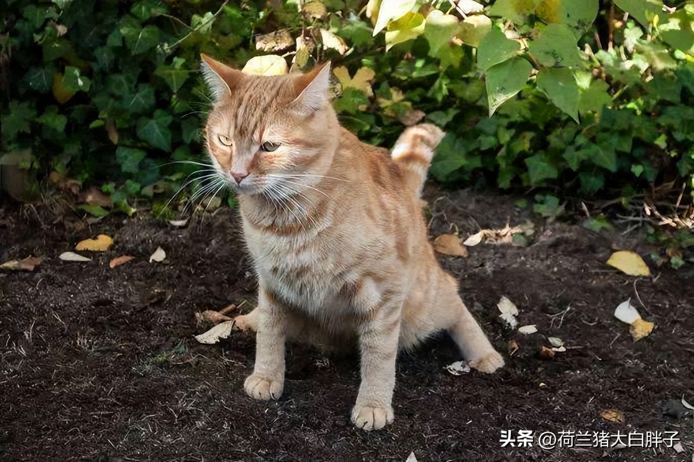 猫咪频繁拉屎什么原因,猫咪频繁拉屎是什么原因