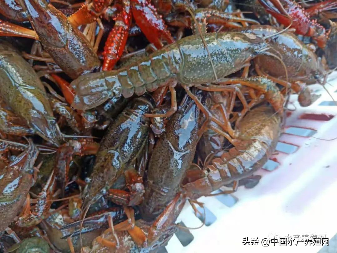 今日小龙虾价格库虾,小龙虾今日价格全国哪里最便宜