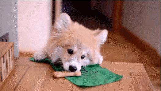 狗狗天天吃骨头有危害吗,狗狗天天吃鸡胸肉会有危害吗