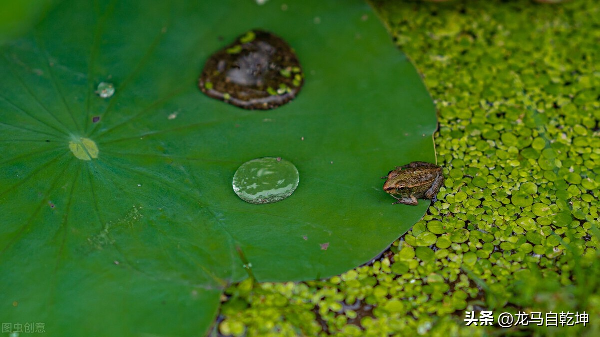 关于大暑节气的古诗赏析,描写大暑时节的古诗词有什么