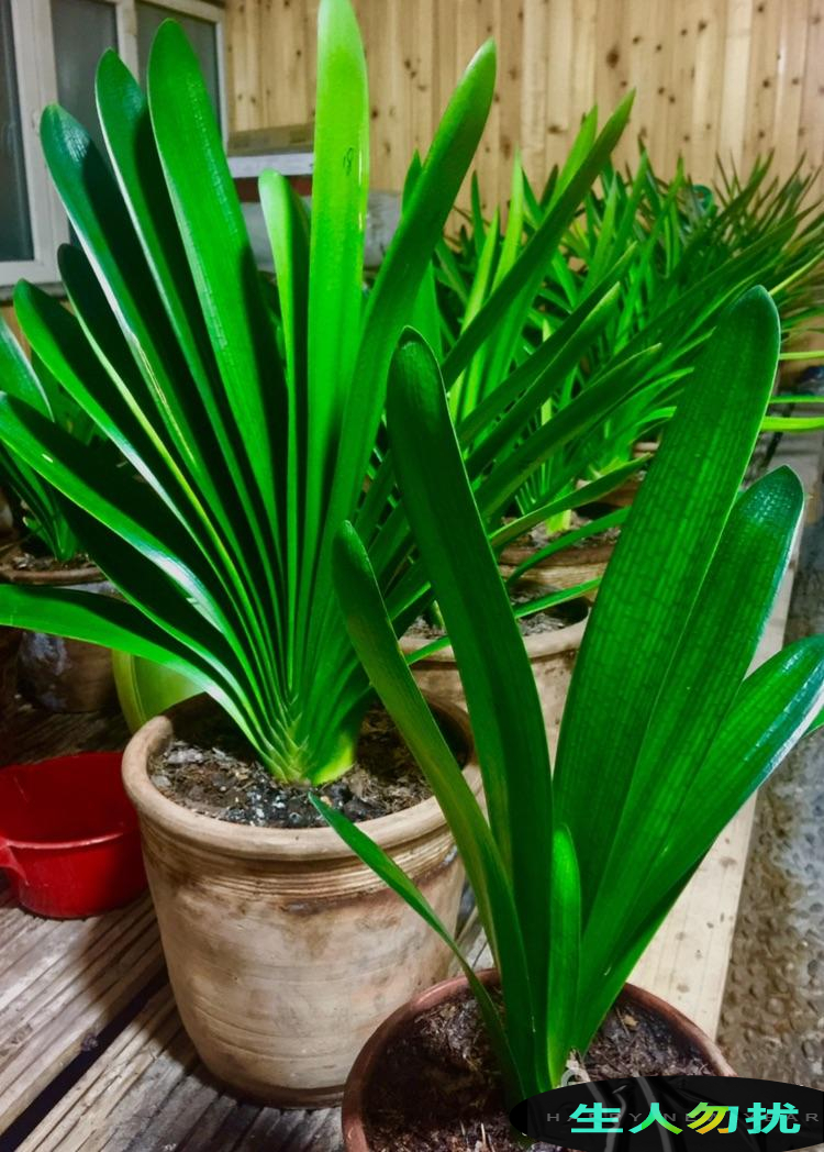 新手养护君子兰注意这三点,养君子兰避开3个误区叶大花又艳