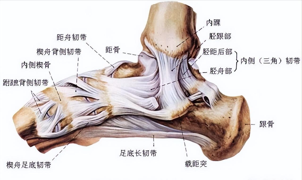 中医踝关节骨折后的康复,踝关节粉碎性骨折康复训练得多久