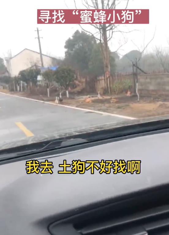 蜜蜂小狗搞笑视频,蜜蜂小狗搞笑剪辑视频