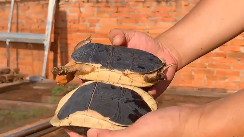 黄缘龟和黄喉拟水龟的区别,黄缘龟是陆龟还是水龟