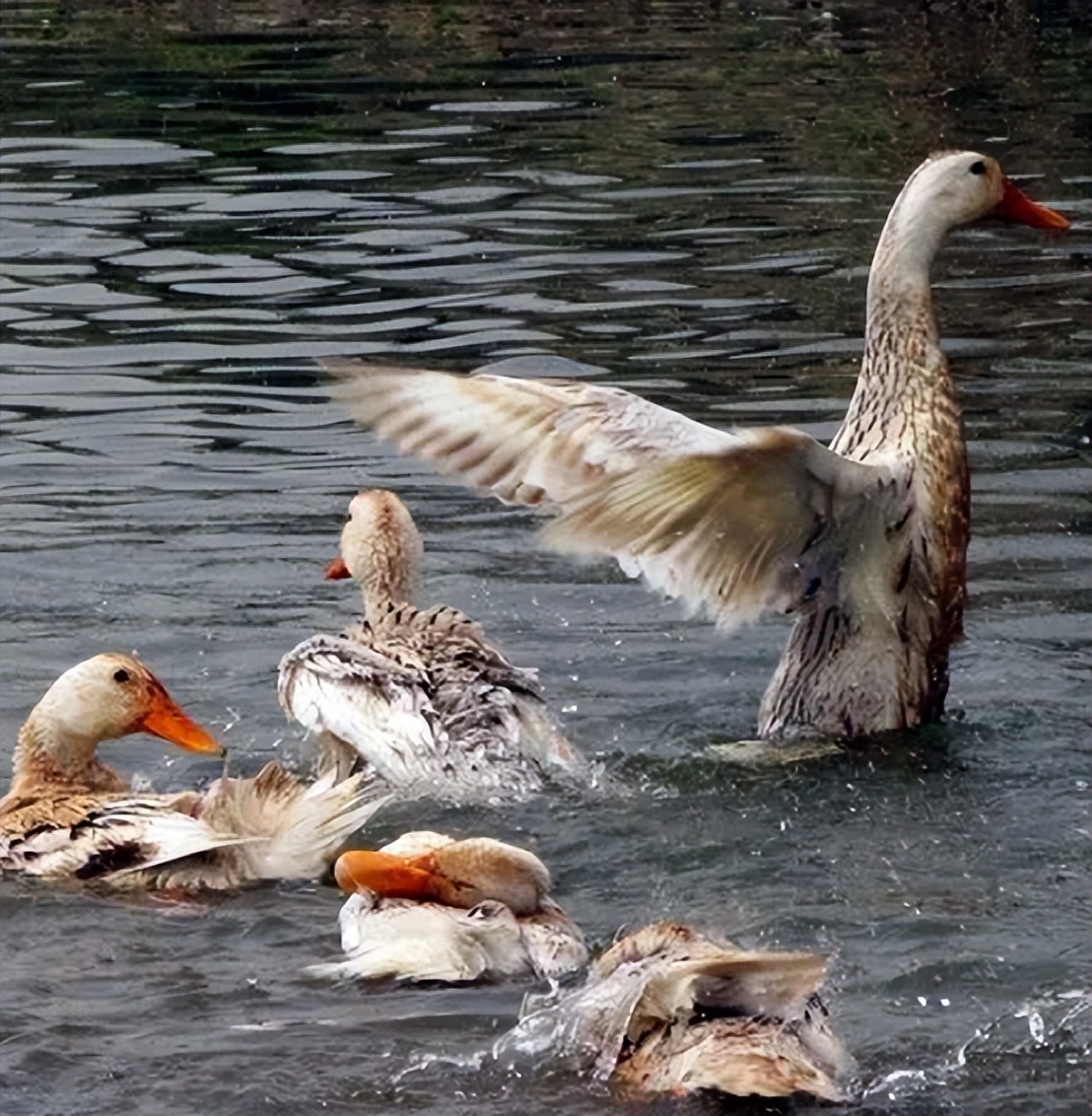 ​暗黑料理：鼠肉烹饪竟比鸭脖历史更悠久
