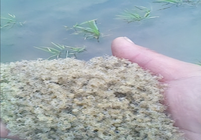 河蟹的蚤状幼体与大眼幼体的区别,河蟹育苗方法和时间