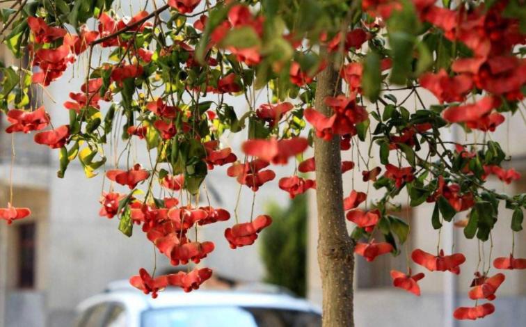 房屋左右前后种什么树最吉祥,大门两侧种什么树吉祥最旺风水