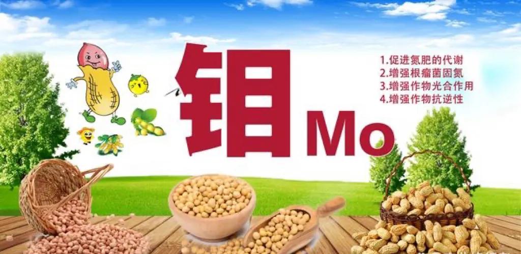 土壤缺钼怎么办,植物缺少钼元素会有什么结果