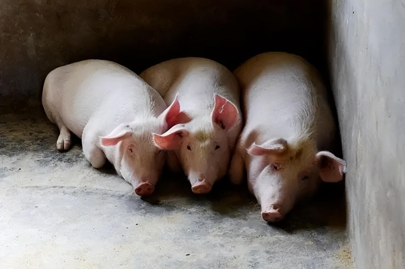 预防猪中暑的小妙招你知道吗,猪中暑的表现症状