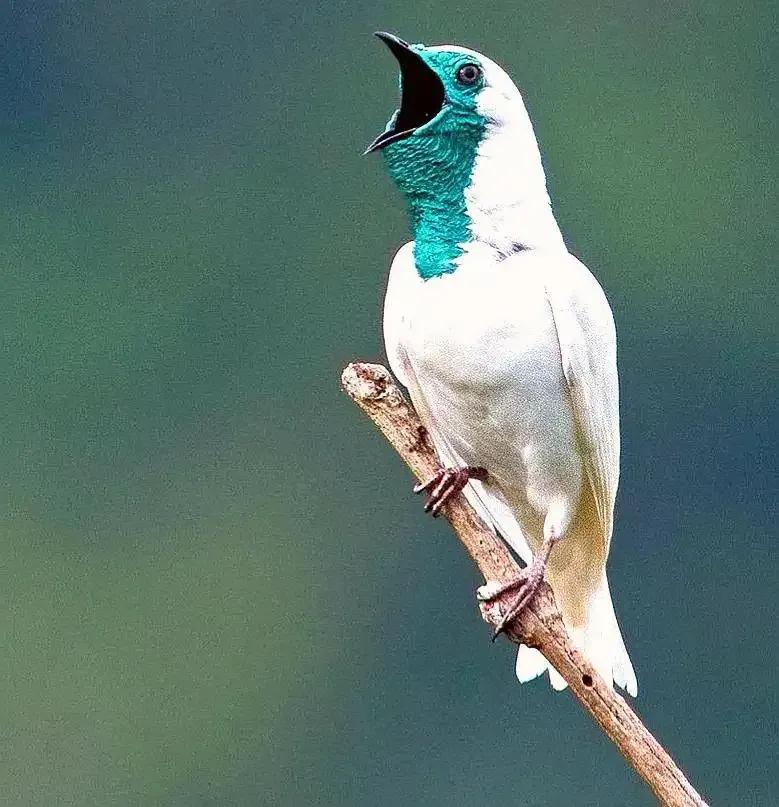 年糕旅行攻略,年糕带你吃喝玩乐