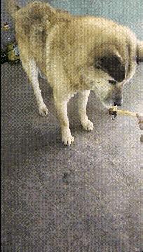 怎么说才能让领导知道茶叶很贵 (怎么高情商告诉领导买的茶叶贵)