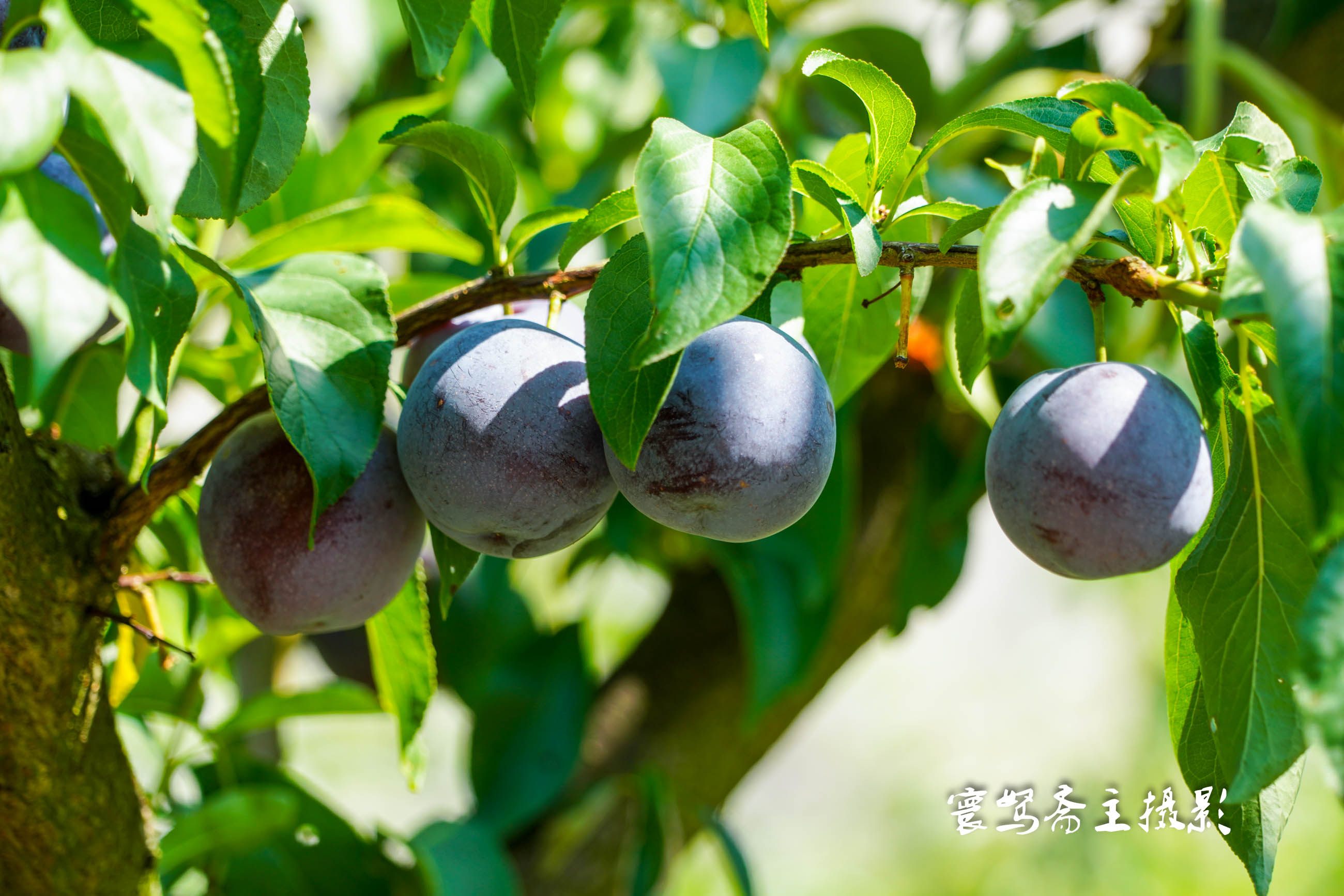 重庆静观柴火鸡,静观陈氏柴火鸡