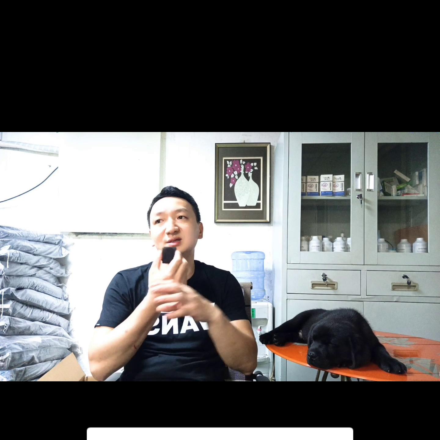 同窝小马犬怎么选,同窝幼犬哪只成年最大