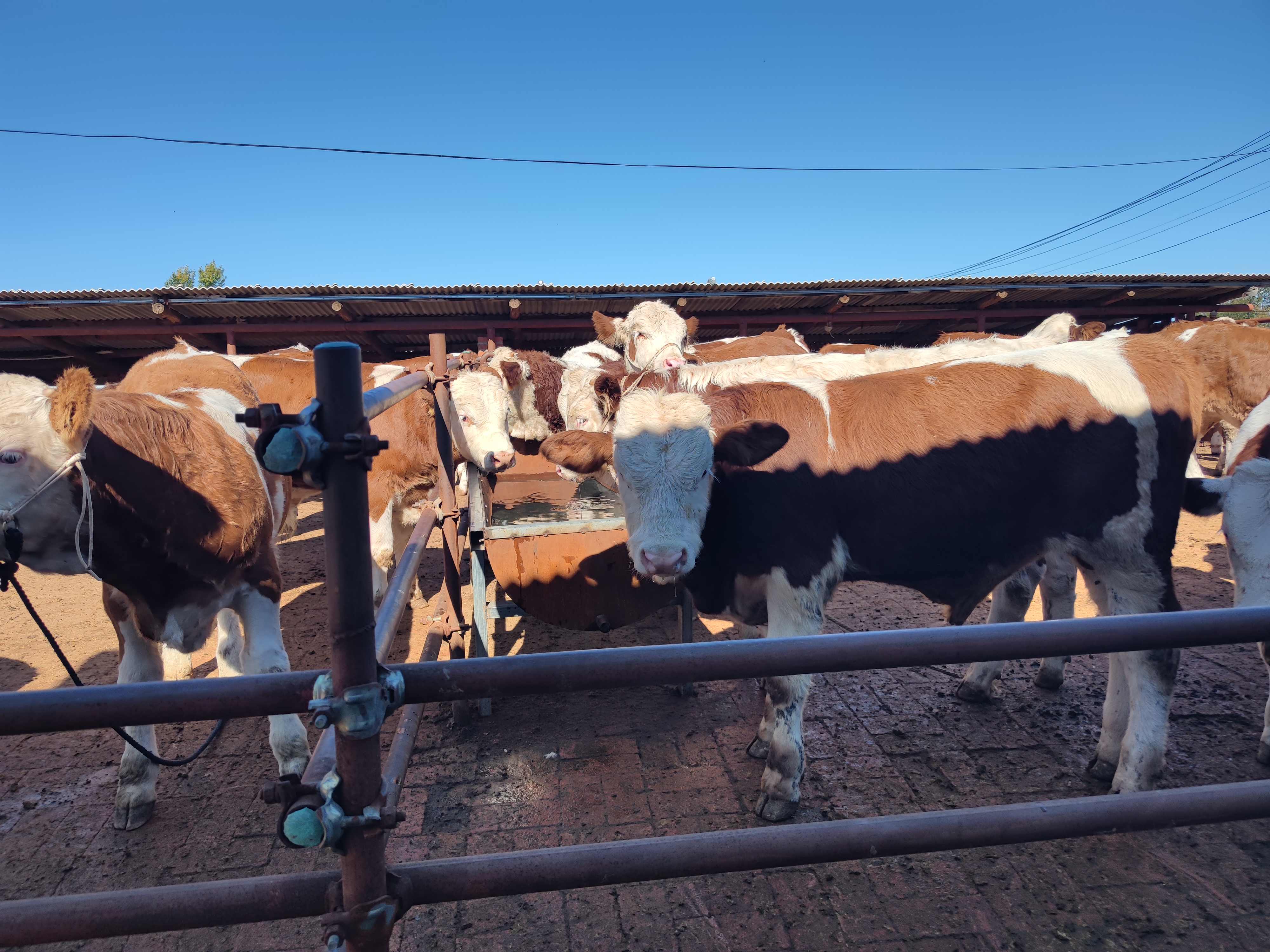 肉牛市场的波动,今年肉牛行情怎么样