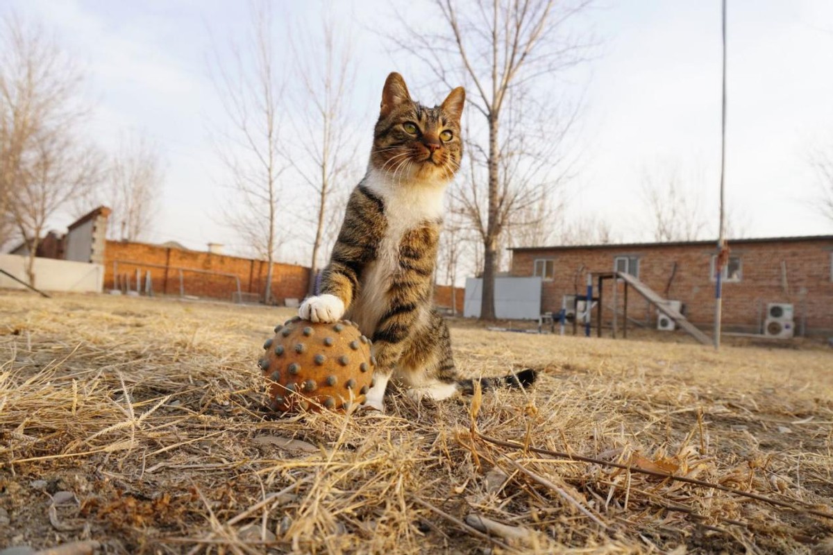 1000只猫鼠大战,72只猫灭鼠大战真实视频