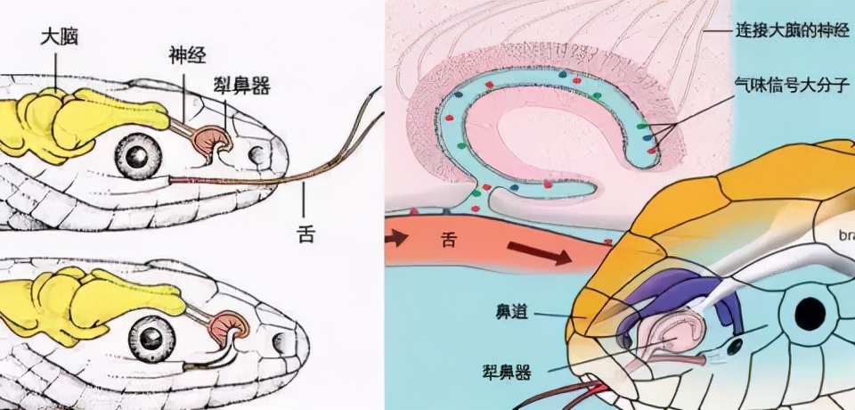 吓人!深圳一工地挖出3条超70斤大蟒蛇,不怕雄黄它究竟怕什么?