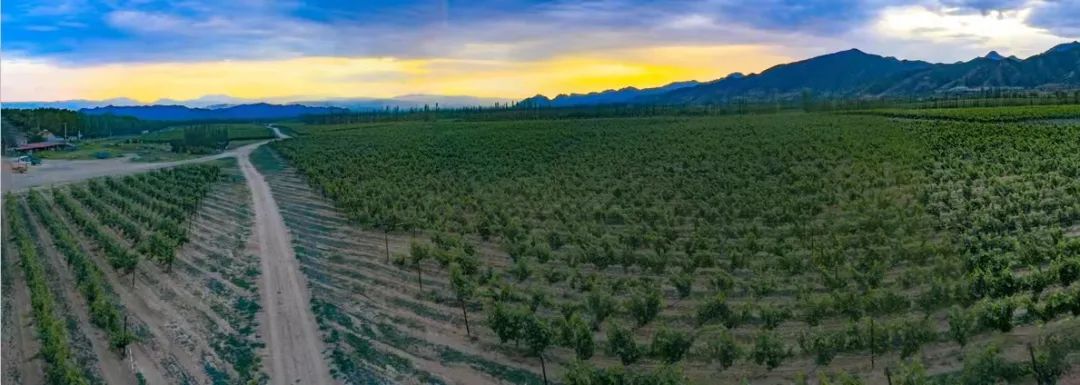 中国葡萄酒之乡怀来,张家口怀来的葡萄产地是哪个村