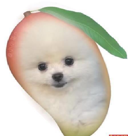 养芒果和当宠物,为什么养芒果核当宠物