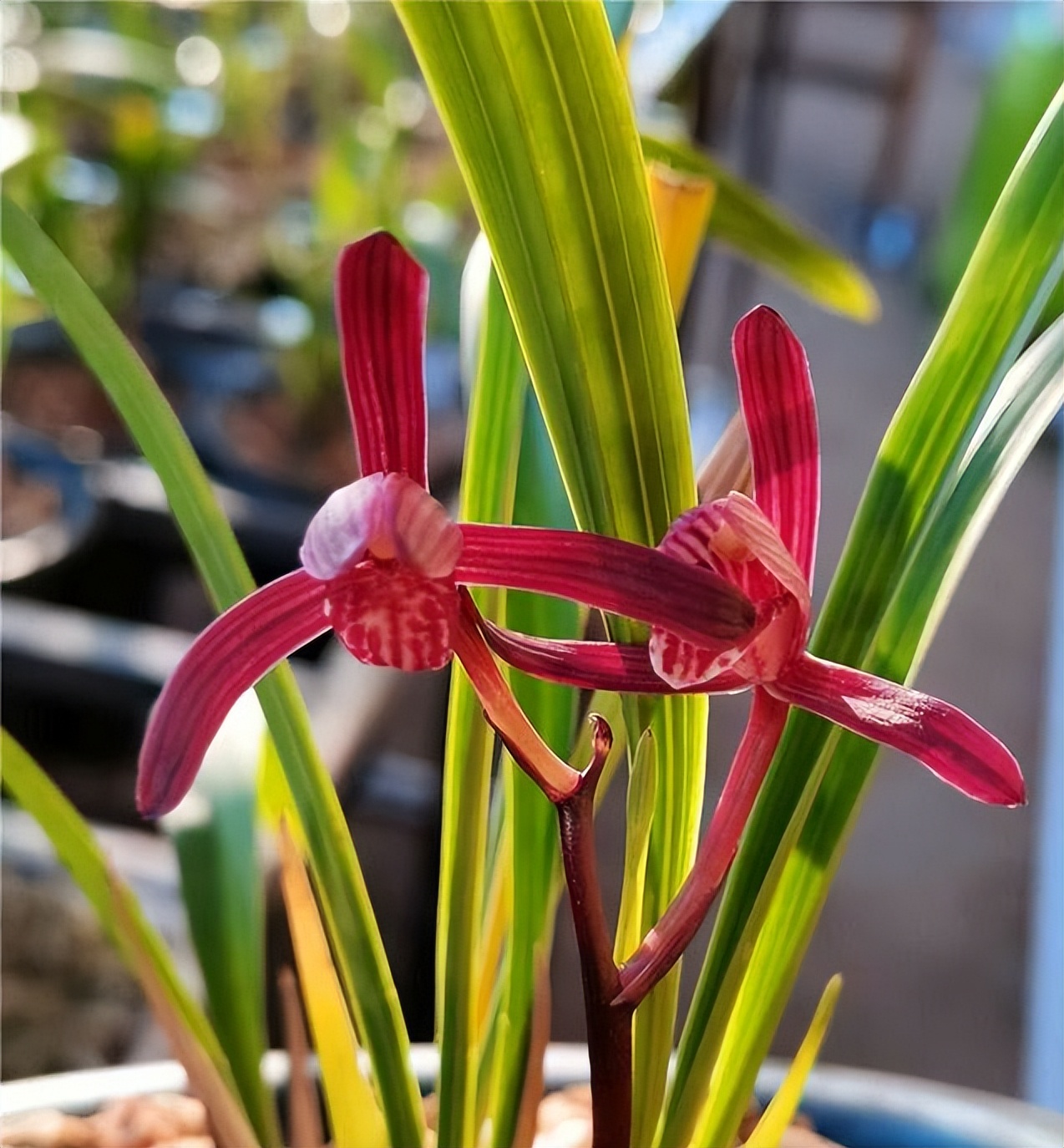 此兰花被誉为国兰第一红,最有国兰韵味的兰花