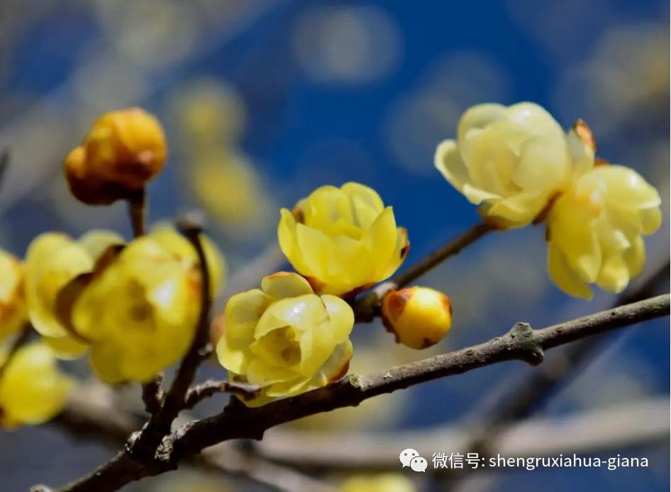 腊梅是在腊月开的,梅花是蜡梅还是腊梅