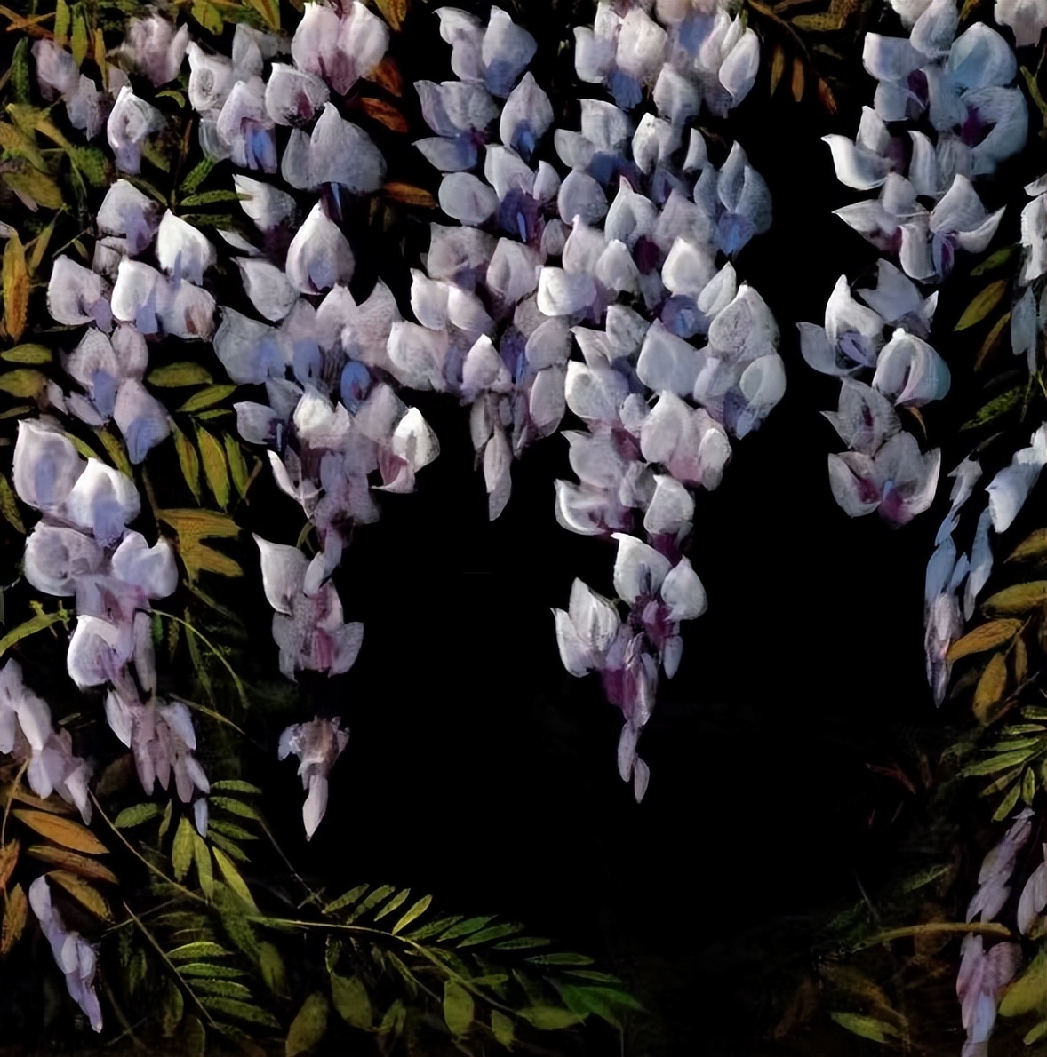 这一架紫藤，隔开了俗世