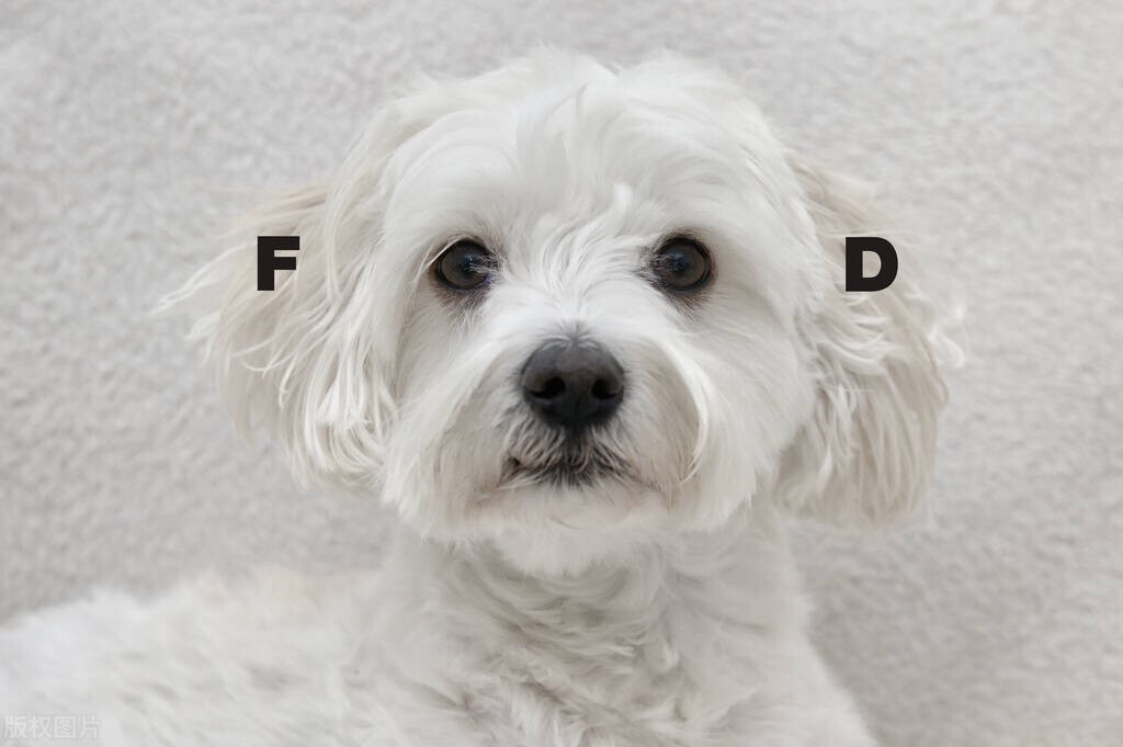 神经性犬瘟怎么治疗最快最有效,犬瘟神经症状治愈