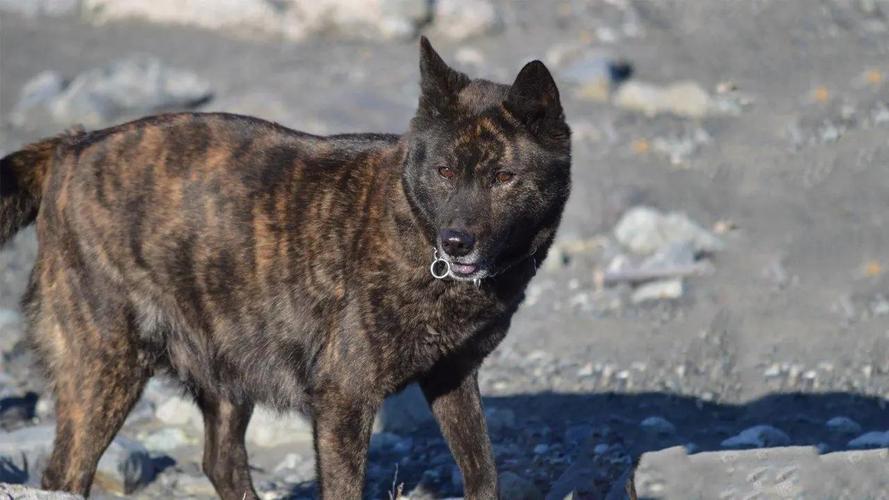 30种常见犬图片,40种常见名犬图片