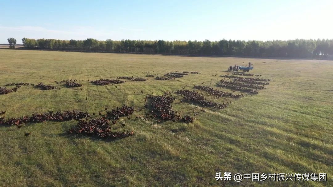 乡村振兴扶持项目在哪里申报,2023年乡村振兴项目补贴申报指南